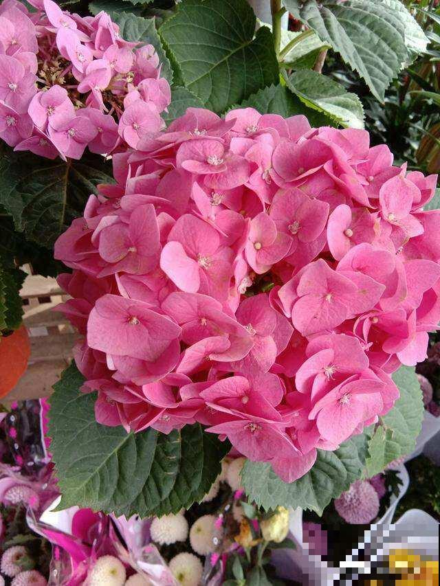 这花又叫“八仙花”，家里养一盆，富贵吉祥招好运