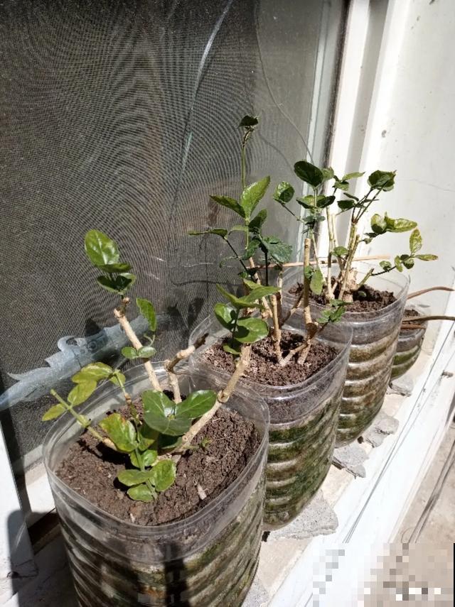 养花就得勤“掐”，别心疼，掐完才能呼呼冒芽