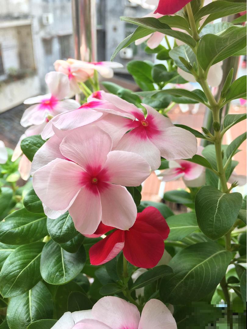 这两种花名字只差了一个字，但在花和叶子上，查了可不是一点点！