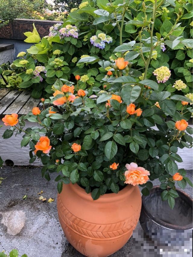 造花园，一定不能少这3种花，每一种都是当之无愧的开花机器！