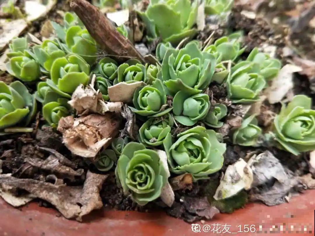 养这花才省心，掉片叶子下来，砖缝里也能长！