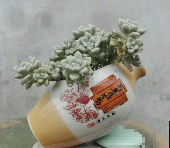 家里的酒瓶和多肉，搭配起来美呆了，比买的还好看！