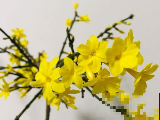原来花草名字是这么来的，长见识了！