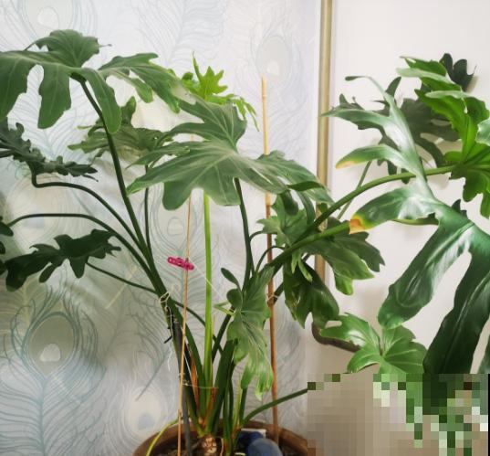 客厅摆盆大型绿植，耐阴好养，还能净化空气！