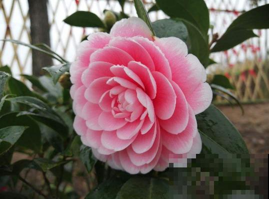 3月该给花施肥了，每月浇点这东西，开花真给力！