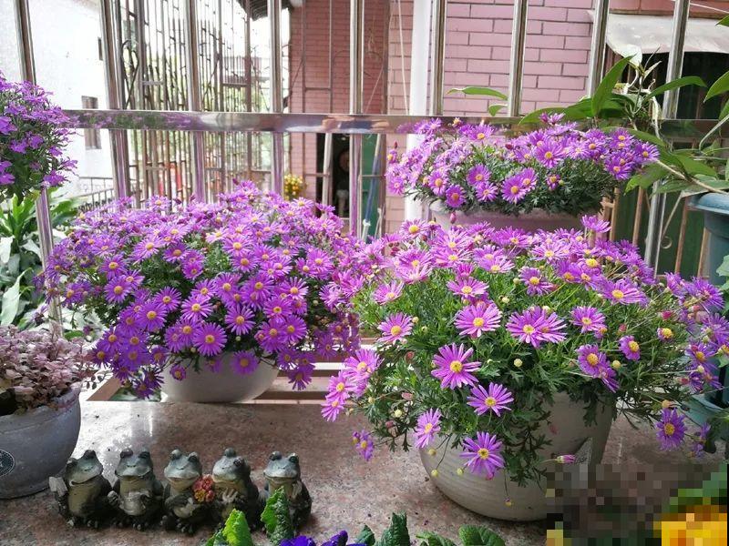 干净明亮的小窗台，适合养这花，谁见都夸漂亮！