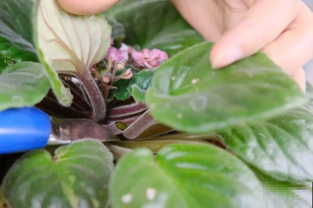 开完花的蟹爪兰，叶子摘一摘，放在梳子上遇水就生根！