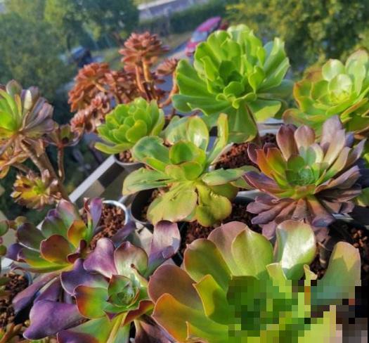 他只养一种多肉，就能建一个漂亮的花园，人人都羡慕！