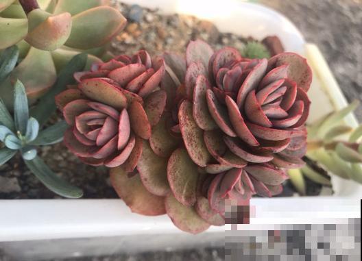 8种多肉最容易徒长，就要虐一虐，才能变好看！