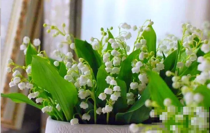 这花长得像“小爪子”，毛茸茸超可爱，一盆就俘获你的心