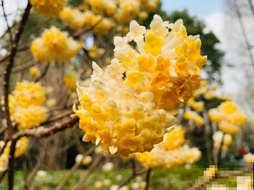 这种“新奇花”，开花满屋飘香，还寓意“喜结连理”
