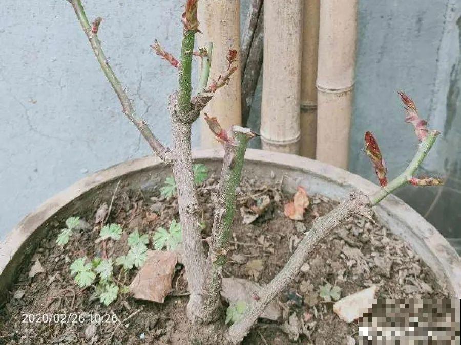 花养成光杆司令，别扔了、还有救，3天起死回生！