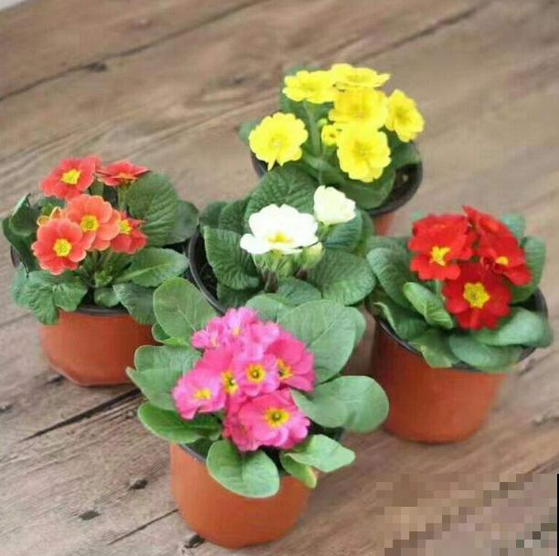 这花是春天预报员，养一盆立马感受春意，开花娇嫩喜人！