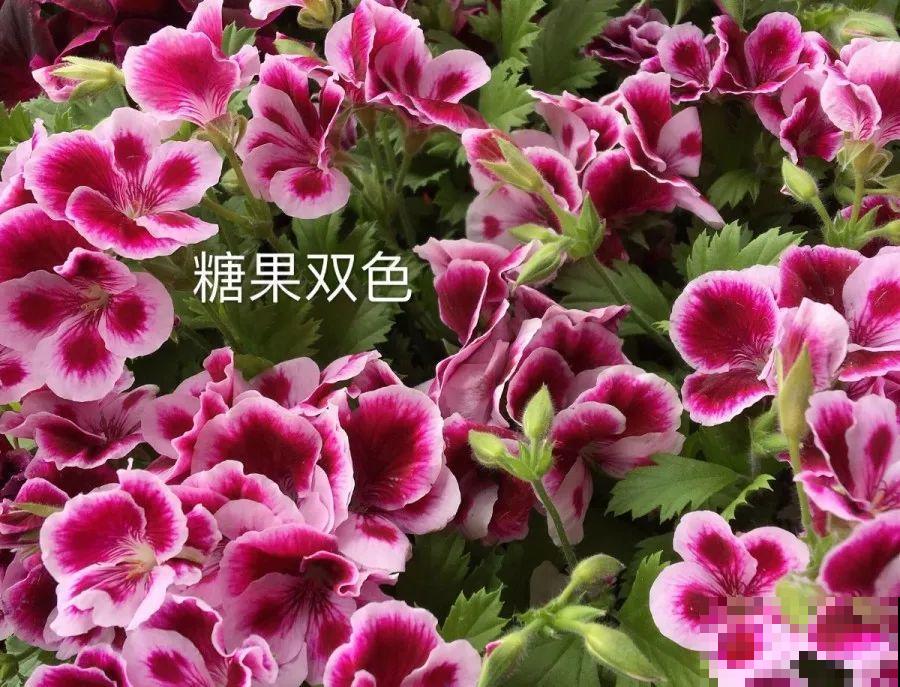 干净明亮的小窗台，适合养这花，谁见都夸漂亮！