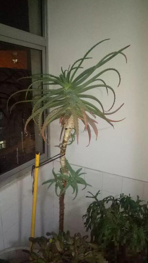 25年的芦荟，长成胳膊粗大老桩，年年开出“吉祥花”！