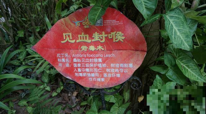 野外看到这5种植物，不要好奇去碰，会流出有毒汁液
