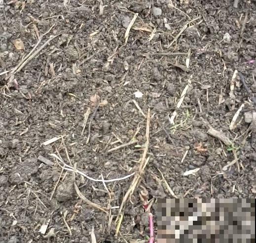 野外这3种土，是养花黄金土，枝繁叶茂根又壮！