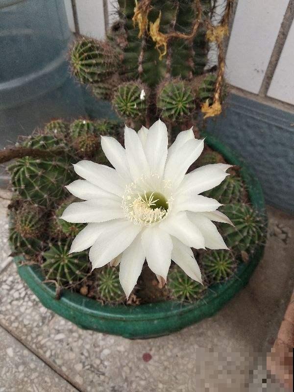 这花邻居养了三年都没开，放那没管竟开花，原来问题出在这