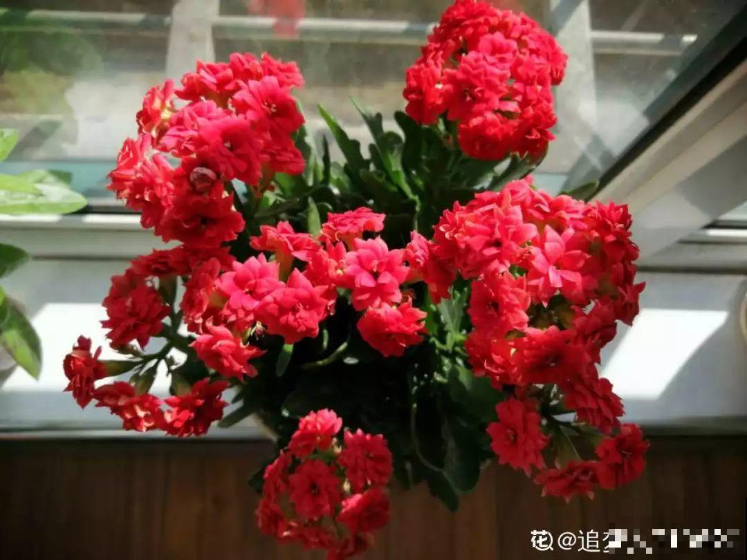 这3种肥料，月季盆里加一点，蹭蹭冒芽还不招虫！