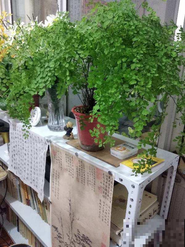 最适合养在卫生间的花，一盆就能净化空气，赶紧养起来啦