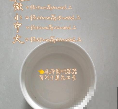 春天适合种一盆碗莲，浇多少水都没事，开花香远益清！