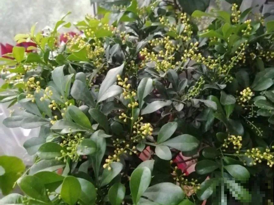 米兰春天这么养，疯狂冒新叶，开花香又多！