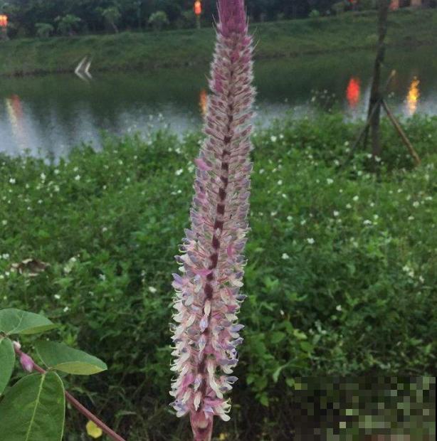 喜欢猫咪的都爱它，这花开起来神似猫尾，俏皮可爱萌化心！