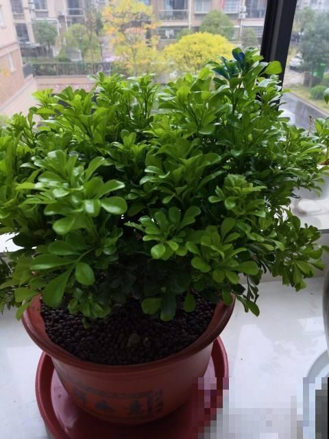 家里养盆香水花，满树挂满“黄金粒”，一盆满屋都飘香