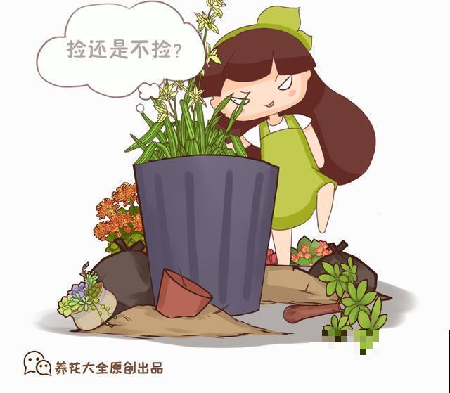 养花人跟不养花的人有什么区别？看这几点就知道！