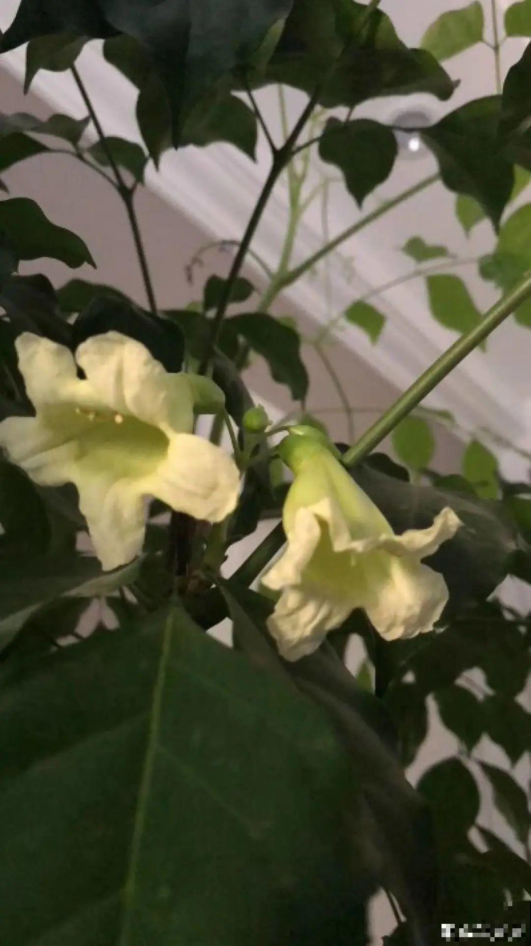叶子像长寿，开花像绣球，这花的名字你还真想不到！