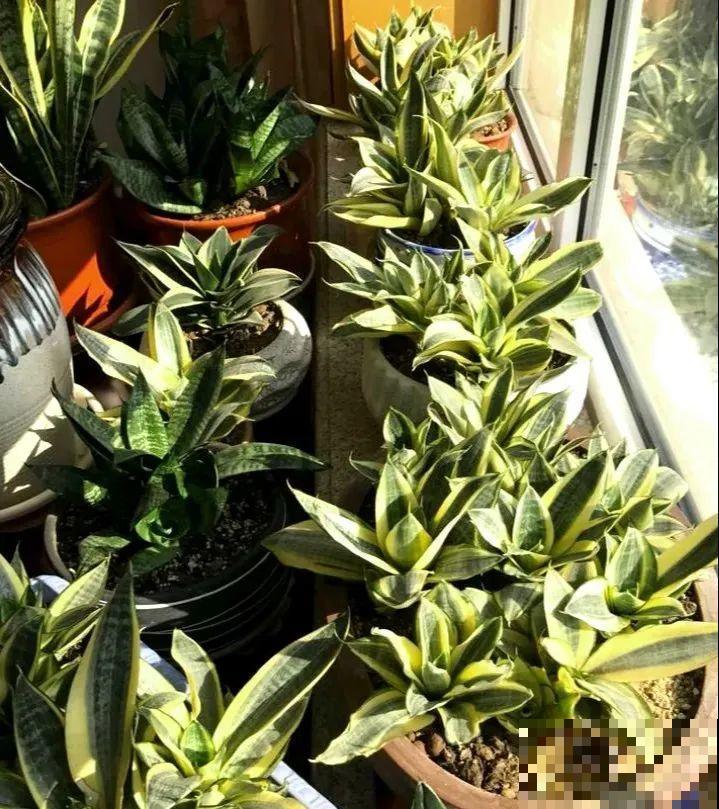 给这花换盆，土里扒出30个崽，根本不用扦插！