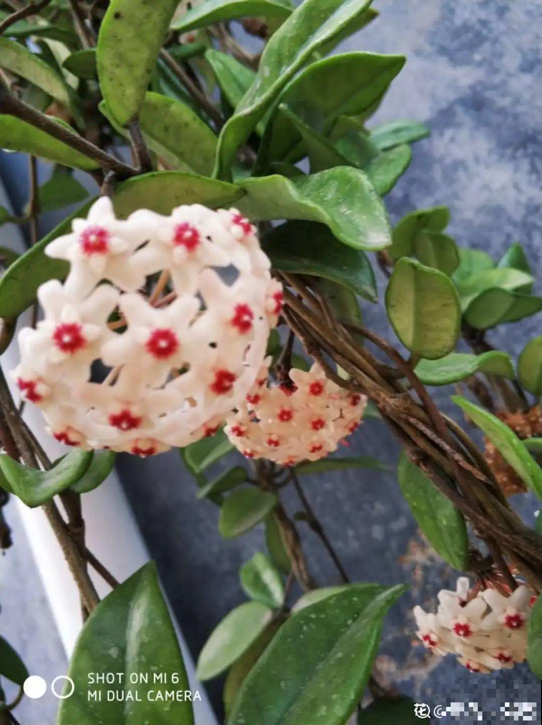 这花超耐阴，没光也能爬满墙，依次开花几十朵！