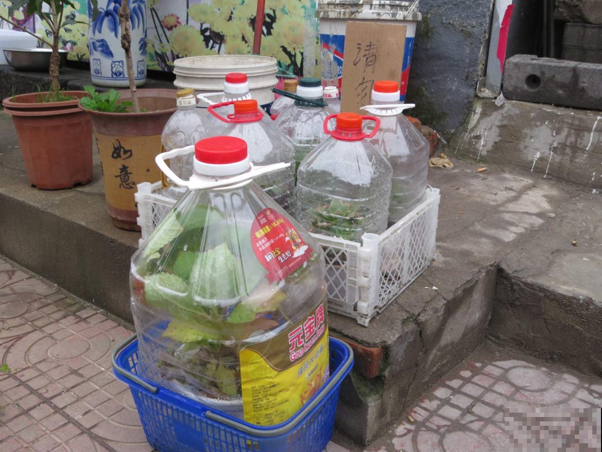 厨房用剩的空油桶，洗赶紧剪一刀，瞬间变身过冬小温室！