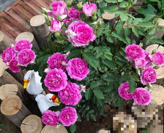 这6种月季，抗病强、花量大还耐晒，养一棵就很美！