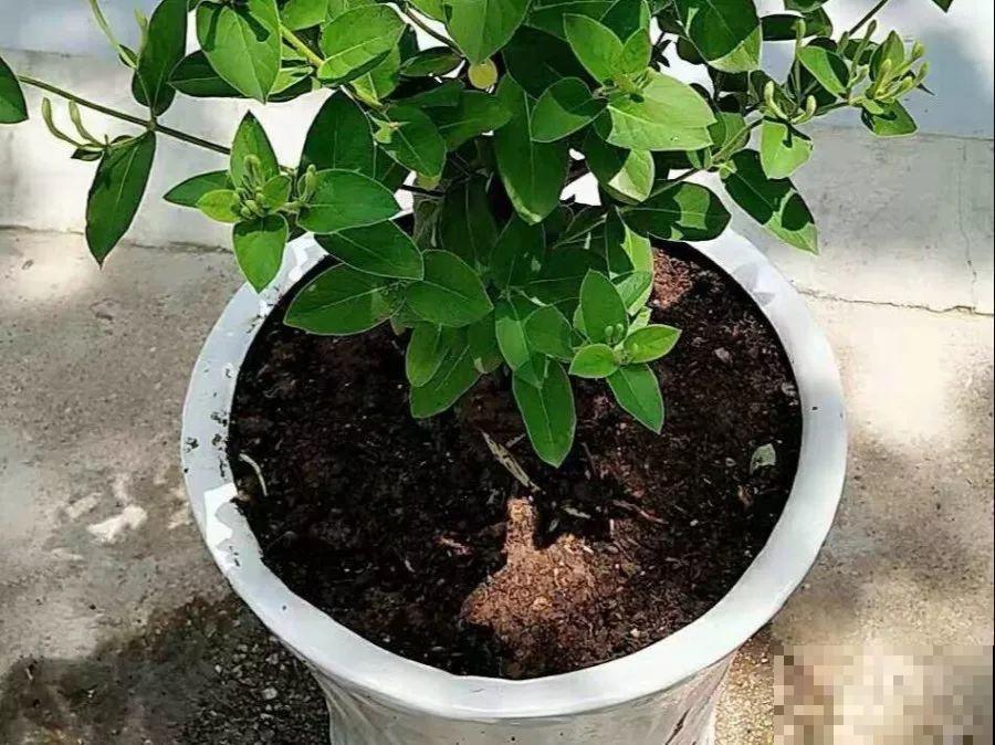这花比茉莉还香，现在养夏天就能开，还省了一笔茶叶钱！
