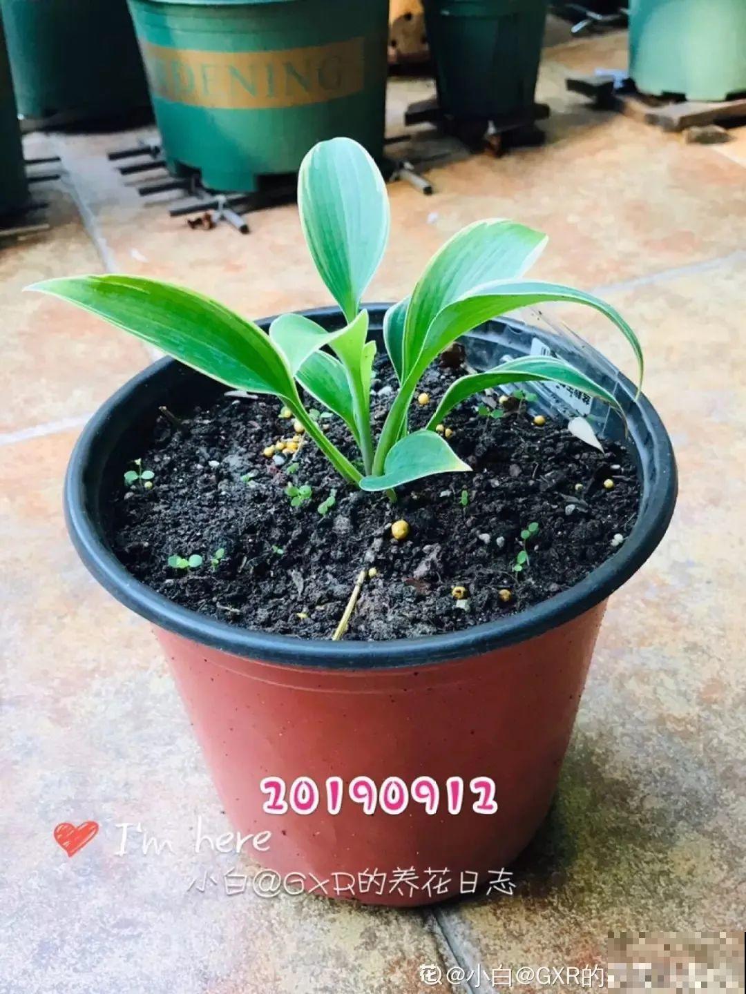最耐阴的花是它，光不好叶子绿油油，比绿萝还好养！