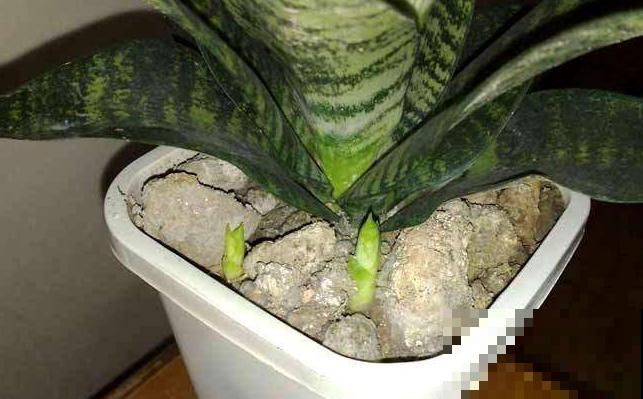 虎皮兰一冬没长个，现在这么养，分分钟爆崽一大圈！