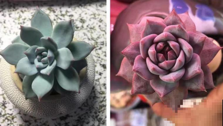 家里光照不好，给多肉加个补光灯，一个月就红彤彤！