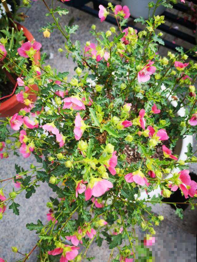 这花就得狠心剪，剪得越狠，开春才会开花多