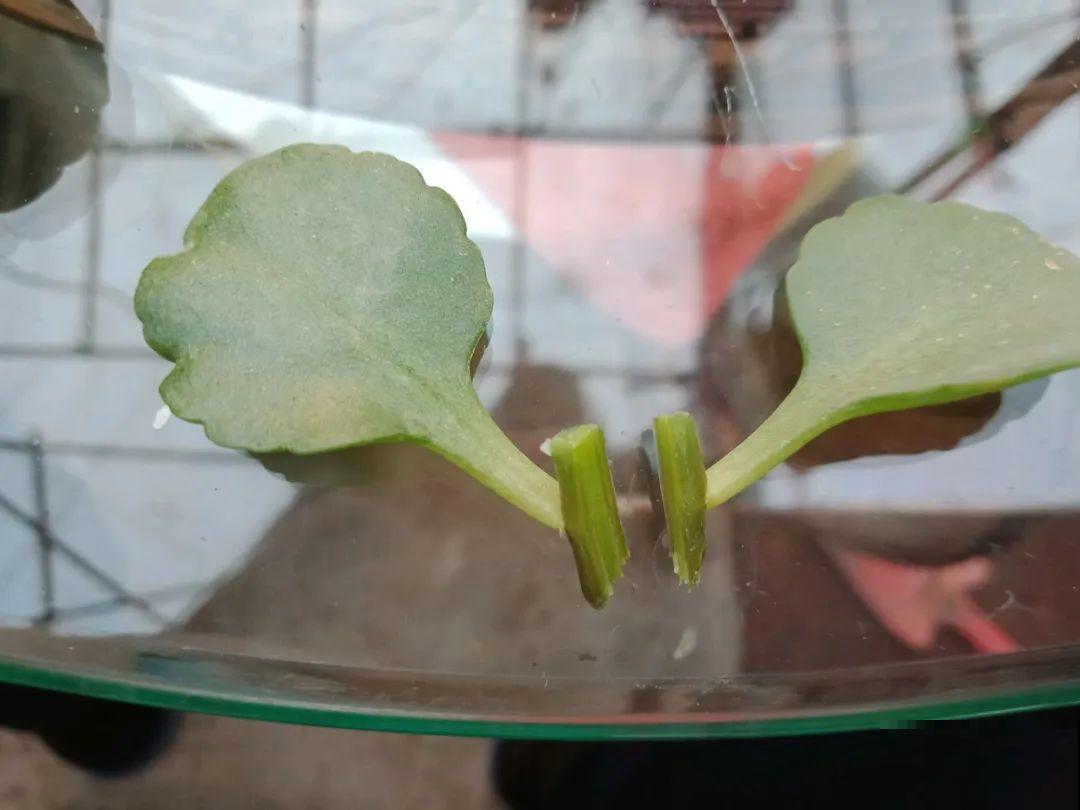 开完花的蟹爪兰，叶子摘一摘，放在梳子上遇水就生根！