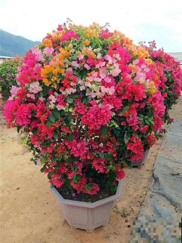 1棵长寿花，冒出124个花箭，开花开成大锅盖，咋养的？