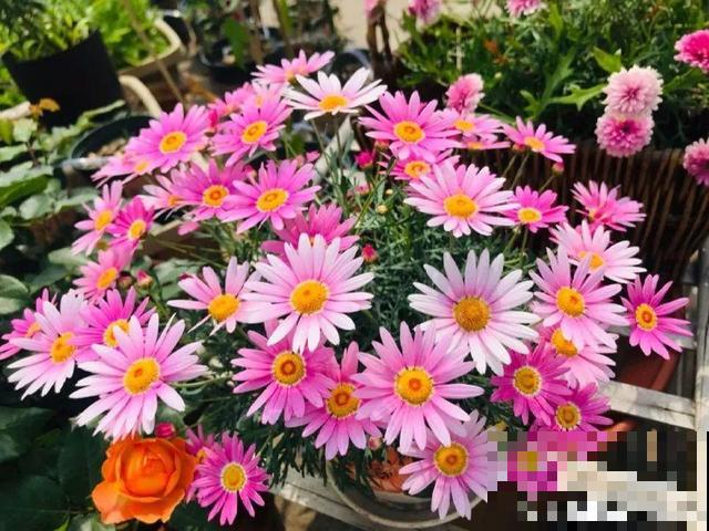 3月开始，8种花随便养，开花多长得快，新手也能养爆盆！