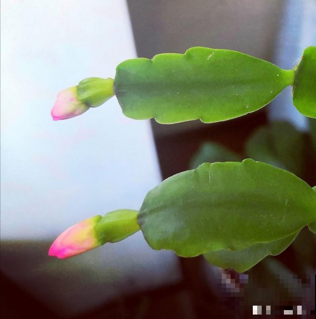 蟹爪兰、仙人指和假昙花，到底怎么区分，别再傻傻分不清了！