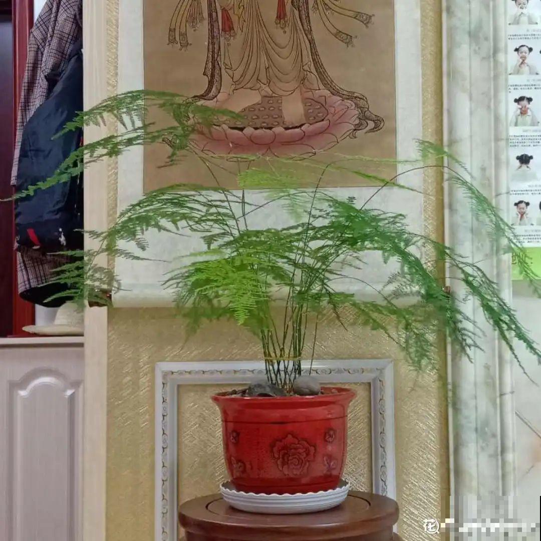 这7种带“竹”字的花，家里养一盆，日子节节高升！