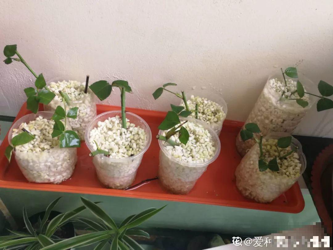 2月养花真忙，宅家里也不能闲，动动手就有收获！