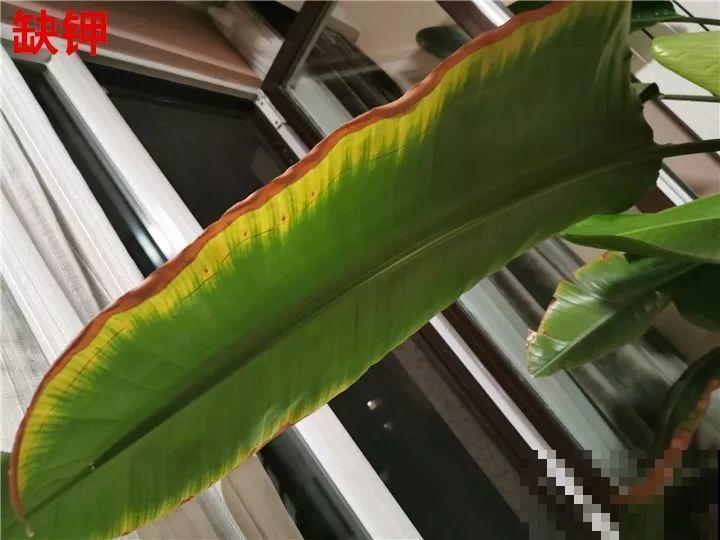 花变成这样，立马剪撒点粉，否则撑不过7天！