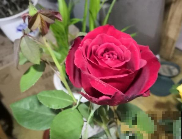 10款浓香月季，开花比香水还好闻，从春一直开到秋！