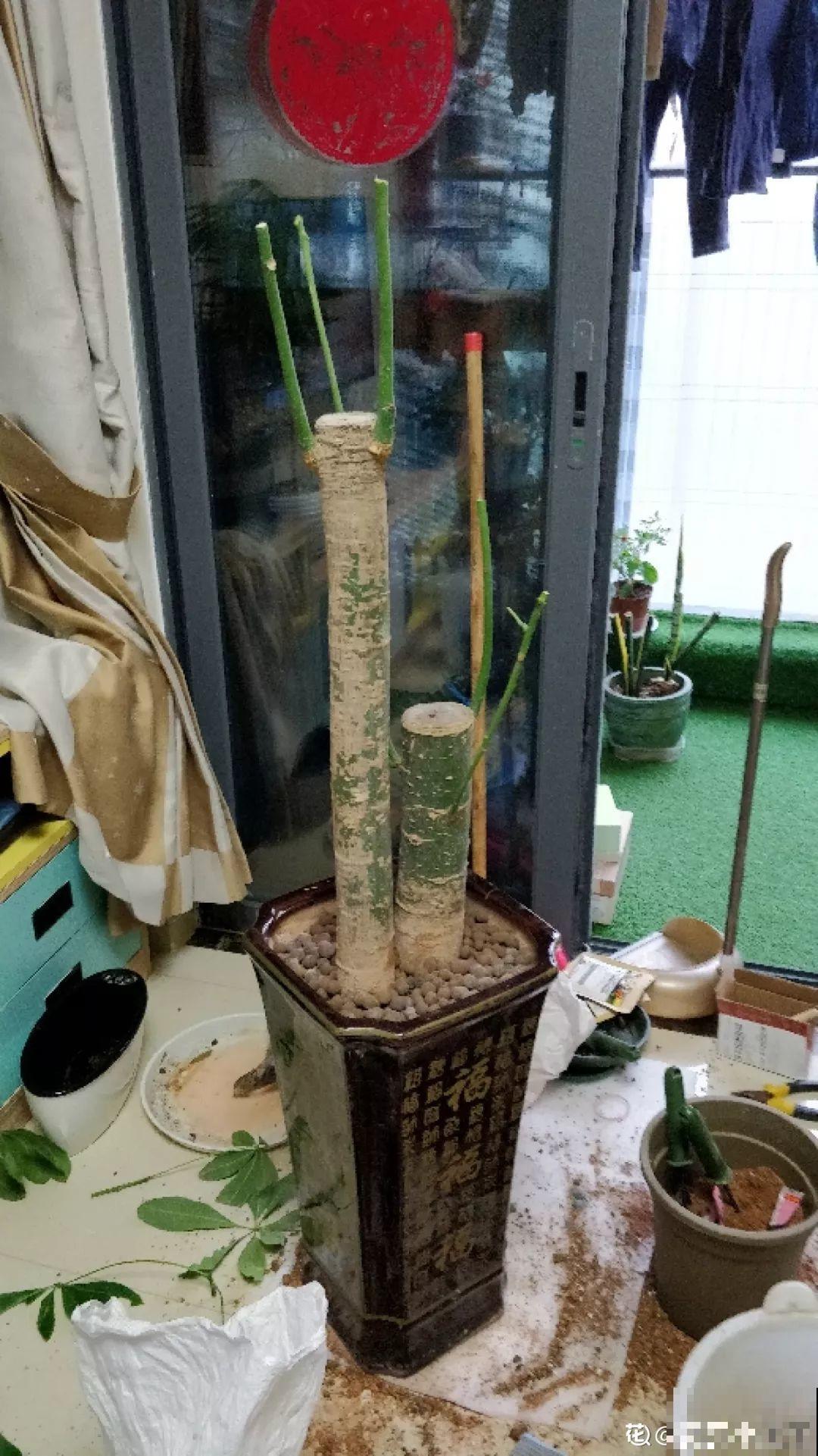 这花冬天最难养，砍1刀不浇水，反而越来越疯长！