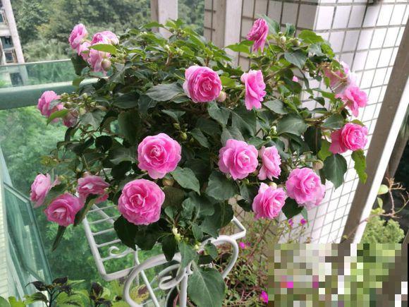 家里该养什么花，去花市看看就知道，买这几种绝不后悔！