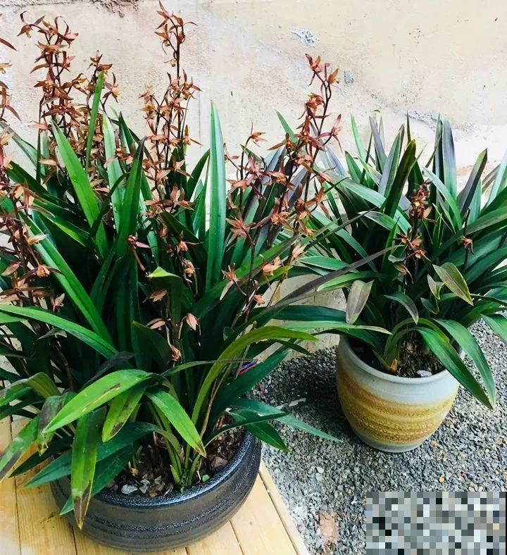 10种名贵兰花，春节养最美，花一开满屋子香气！
